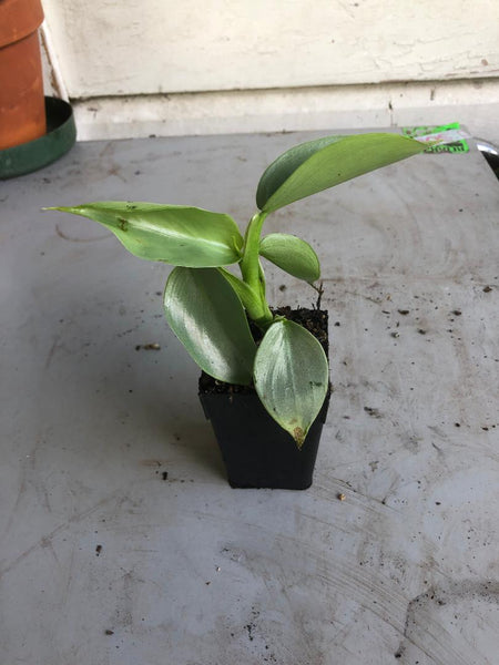 philodendron silver arrow Philodendron Silver Arrow – A4dibble Plants