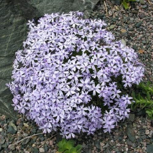 Phlox Oakington Blue Eyes