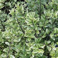 Pittosporum Jade