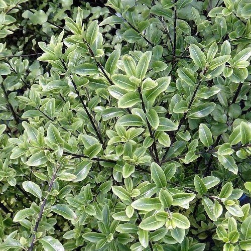 jade plant nz Pittosporum Jade – A4dibble Plants
