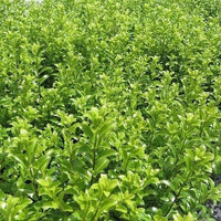 Pittosporum Mountain Green