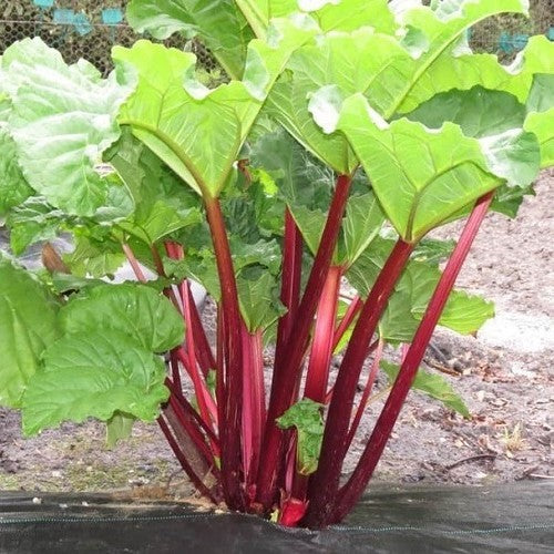 Rhubarb Glaskins Perpetual