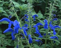 Salvia Blue Enigma