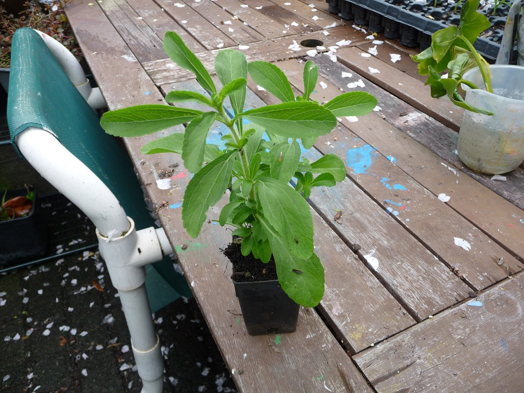 Stevia Rebaudiana A4 Dibble Plants