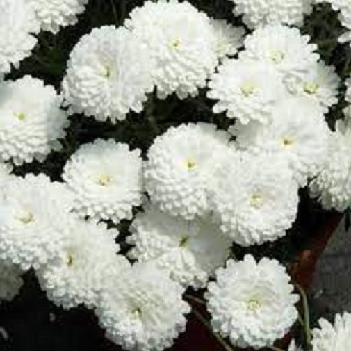 Federation Daisy Summersong - White